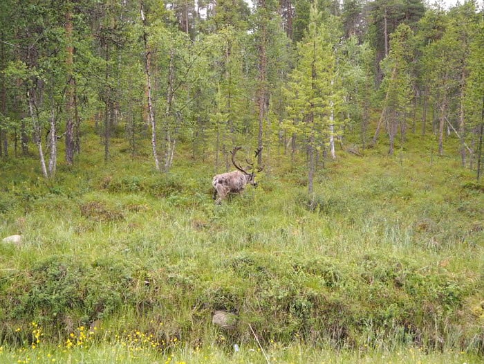 reindeer